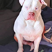 Blue is registered to the contest to win money with this photo: dog, white_dog, blue_eyes, pet, sitting, indoor, blanket, toy, chew_toy, canine, mammal, companion_animal, domestic_animal, cute, alert, ears, nose, paw, tail, fur