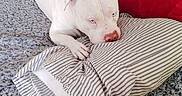 Kane is registered to the contest to win money with this photo: dog, white_dog, blue_eyes, bed, blanket, pillow, indoor, pet, resting, cozy, fur, canine, relaxed, alert, striped_pillow, floor_tiles, home, animal, laying_down, comfort