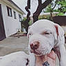 Kane is registered to the contest to win money with this photo: puppy, dog, white_dog, outdoor, hand, tattoo, house, tree, close_up, pet, animal, cute, young_dog, face, snout, whiskers, blurred_background, daylight, nature, domestic_animal