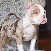 Kane is registered to the contest to win money with this photo: puppy, dog, animal, pet, spotted_coat, standing, indoors, patterned_chair, fur, ears, cute, young, portrait, closeup, domestic_animal, mammal, snout, four_legs, tail, whiskers