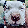 Kane is registered to the contest to win money with this photo: dog, close_up, white_dog, blue_eyes, nose, whiskers, face, pet, animal, outdoor, hand, holding, cute, fur, muzzle, portrait, friendly, canine, domestic_animal, soft_light