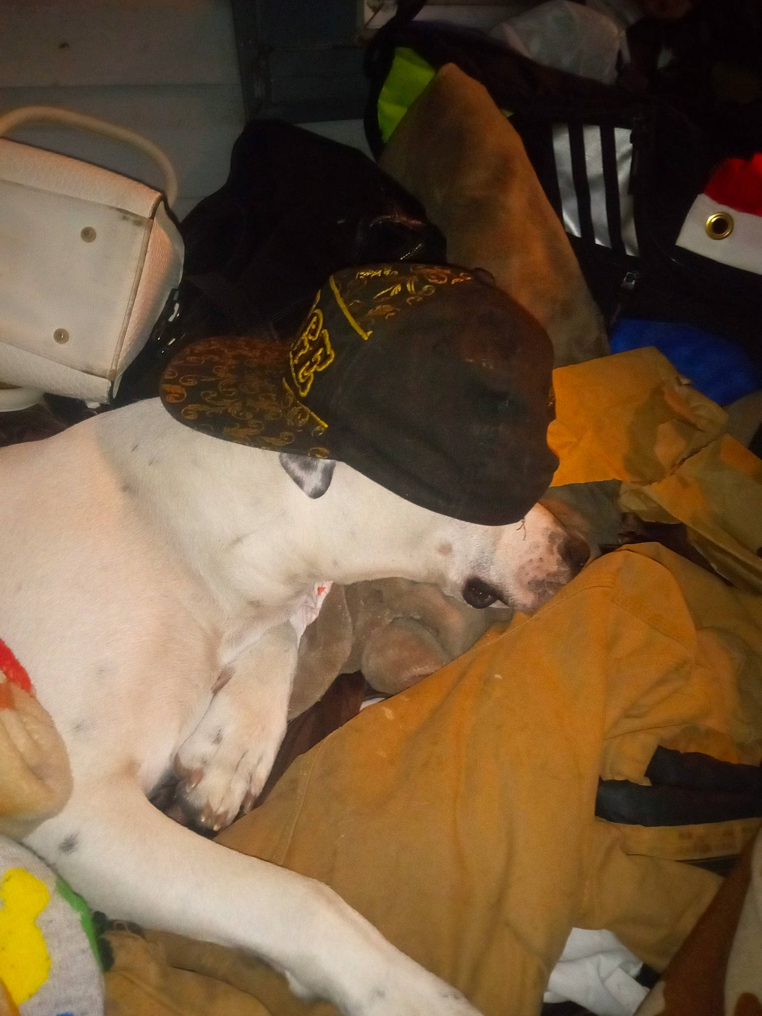 Skitz is registered to the contest to win money with this photo: canidae, carnivore, comfort, companion_dog, couch, dog, dog_breed, dog_supply, fawn, felidae, fur, guard_dog, nap, non_sporting_group, snout, sporting_group, tail, working_animal