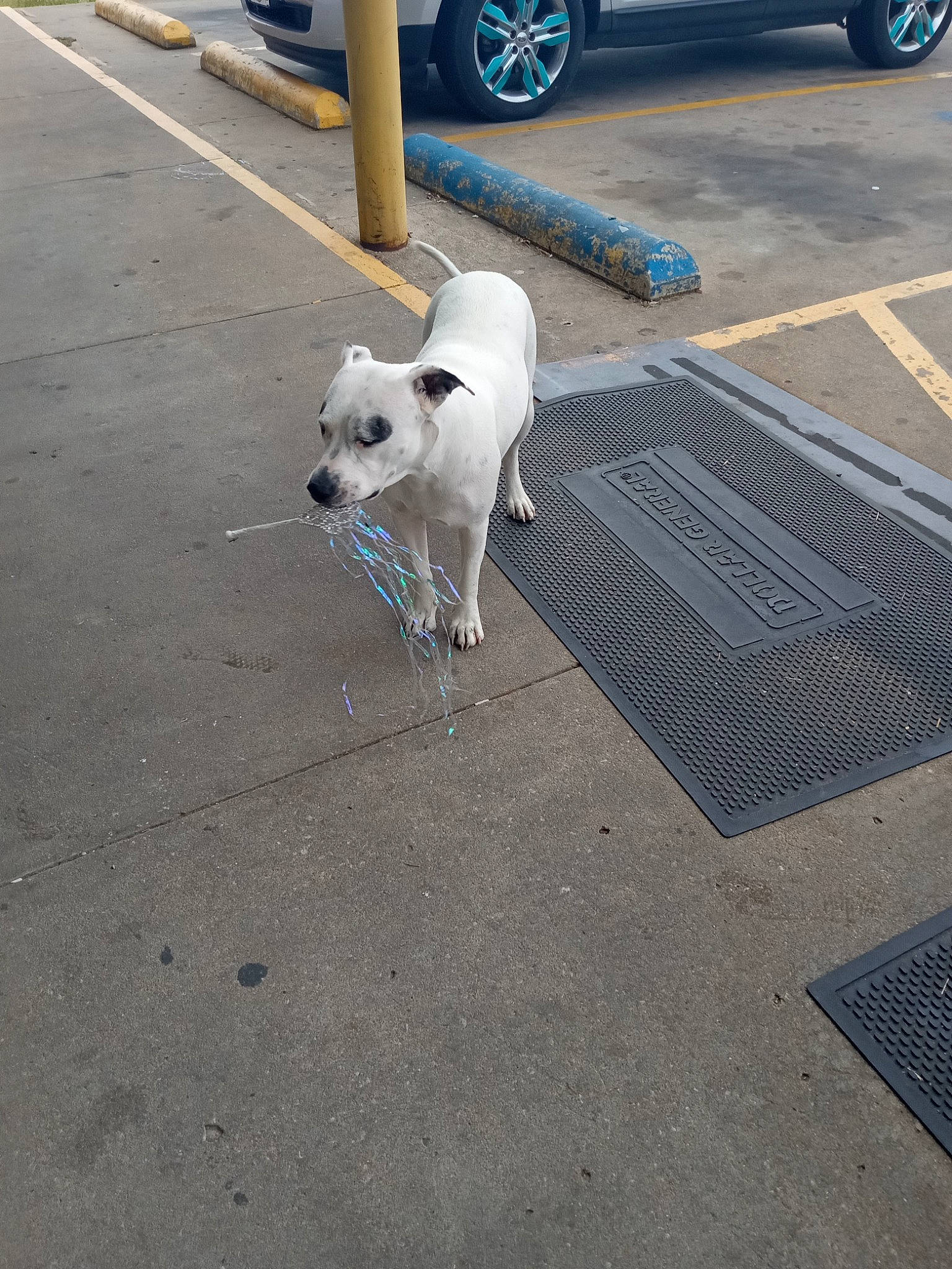 Skitz is registered to the contest to win money with this photo: asphalt, automotive_tire, car, carnivore, collar, companion_dog, dog, dog_breed, fender, gas, hubcap, parking, road, road_surface, sidewalk, tail, tire, vehicle, wheel, working_animal