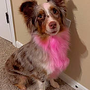 Ziya is registered to the contest to win money with this photo: dog, australian_shepherd, indoor, carpet, pink_fur, pet, animal, fur, sitting, looking, ears, brown, white, beige_wall, canine, domestic_animal, cute, furry, companion, alert