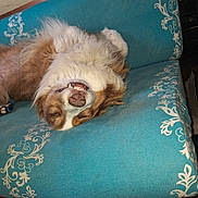 Youmie participe au concours pour gagner de l'argent avec cette photo : canine, closeup, comfortable, couch, cozy, dog, fluffy, fur, home, indoor, nose, patterned, pet, relaxed, resting, sleeping, smiling, teal, teeth, upside_down