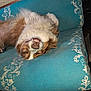 canine, closeup, comfortable, couch, cozy, dog, fluffy, fur, home, indoor, nose, patterned, pet, relaxed, resting, sleeping, smiling, teal, teeth, upside_down