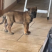 Tess a rejoint le concours — aidez-le/la à gagner de superbes lots ! accessories, animal, boxer, bulldog, canine, dog, hardwood, hound, indoors, interiordesign, lion, path, pet, pitbull, puppy, slate, strap, tile, walkway, wood