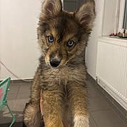 Atlas a rejoint le concours — aidez-le/la à gagner de superbes lots ! puppy, dog, blue_eyes, fluffy, indoor, curious, pet, animal, canine, portrait, head_tilt, furry, young, mammal, cute, domestic, holding, face, front_view, companion