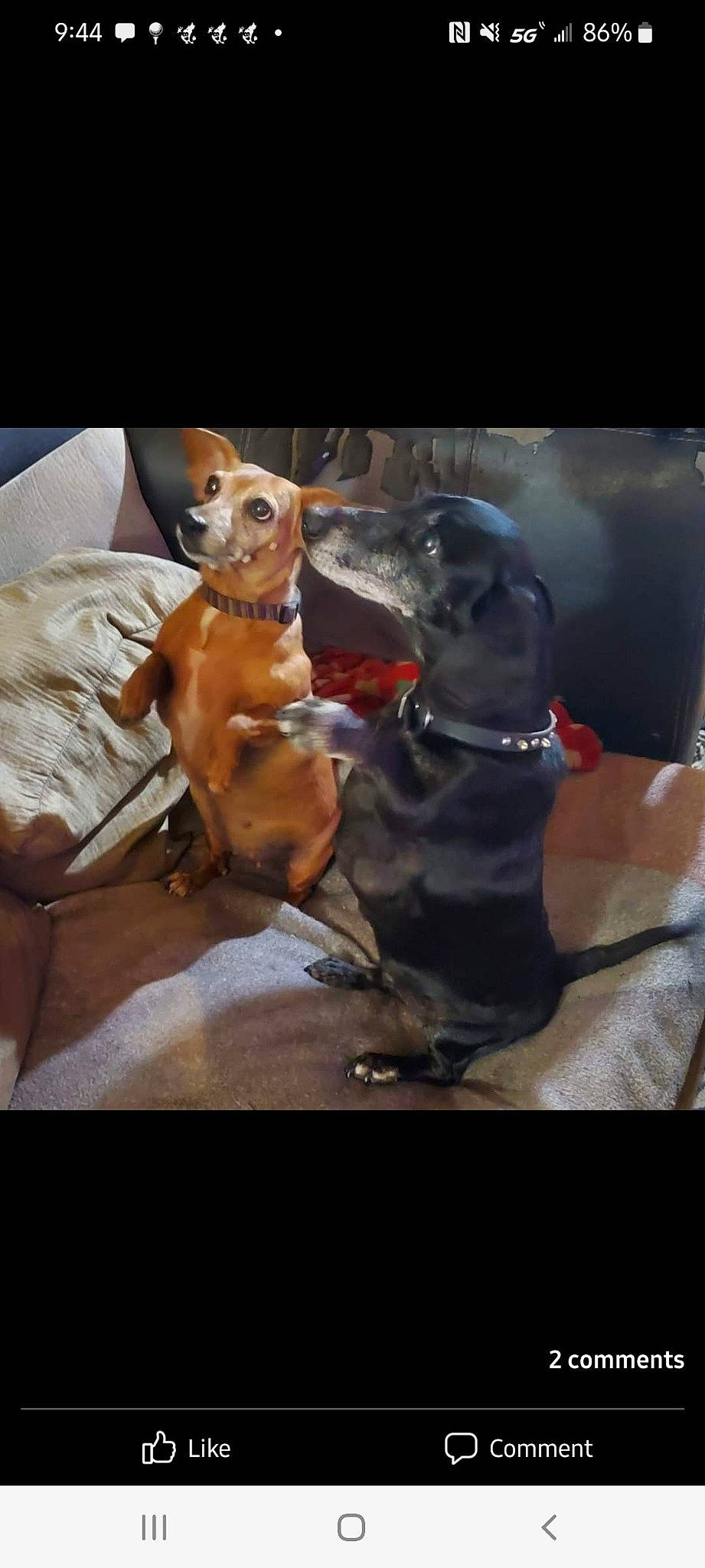 Sadie is registered to the contest to win money with this photo: art, brown, canidae, carnivore, companion_dog, dog, dog_breed, dog_collar, dog_supply, fawn, hunting_dog, liver, metal, non_sporting_group, pet_supply, rectangle, snout, sporting_group, still_life_photography, working_animal