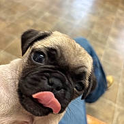 Fila joined the competition — help win amazing prizes! puppy, dog, pug, tongue_out, close_up, cute, pet, indoor, floor, tile, legs, blue_jeans, animal, young_dog, face, whiskers, black_nose, fur, playful, expression