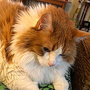 Beamer joined the competition — help win amazing prizes! cat, fluffy, orange_cat, white_fur, pet, indoor, furniture, blanket, cozy, relaxed, closeup, whiskers, ears, table, chair, wicker, domestic, animal, resting, soft_fur