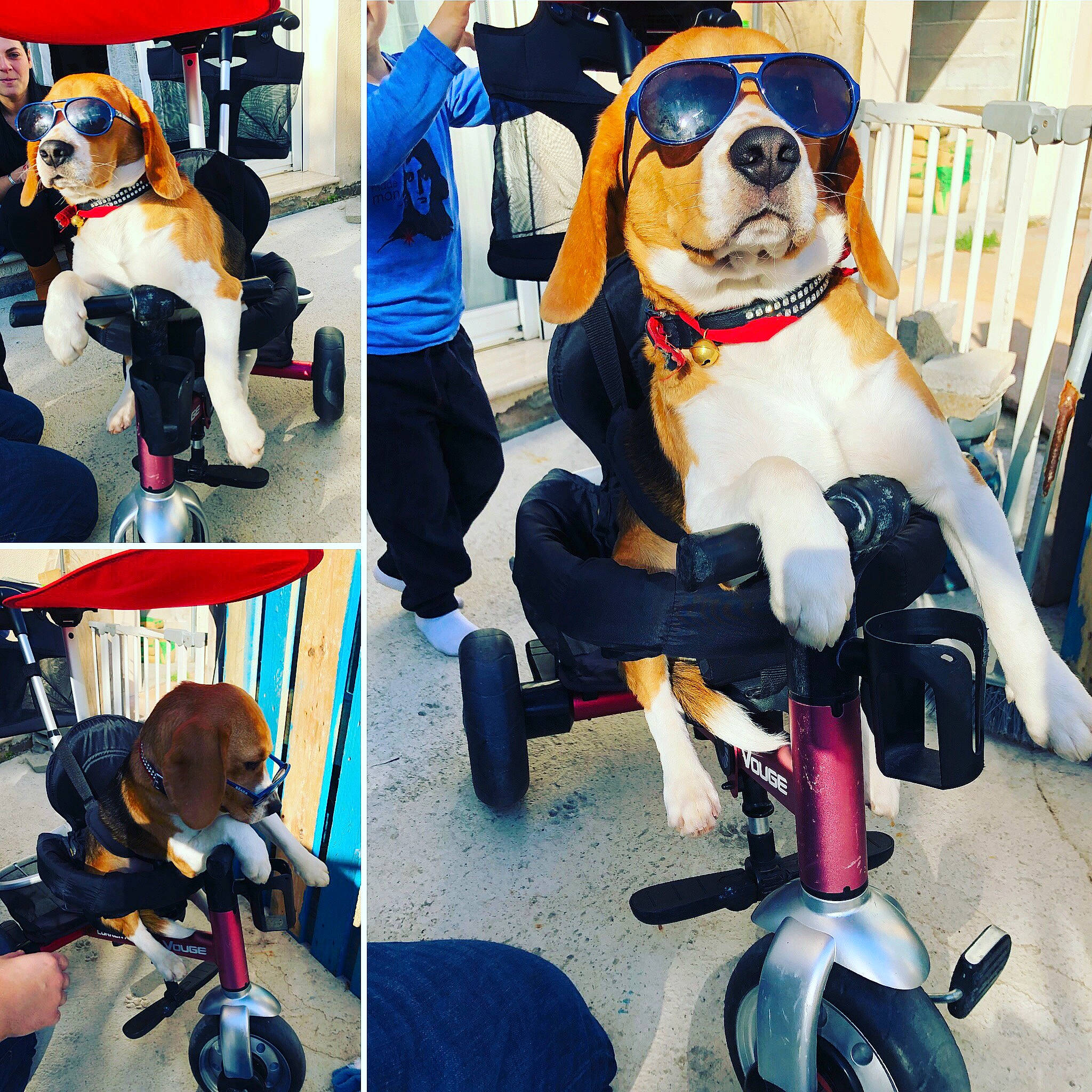 Naya a rejoint le concours — aidez-le/la à gagner de superbes lots ! boston_terrier, carnivoran, dog, dog_like_mammal, mammal, person, product, snout