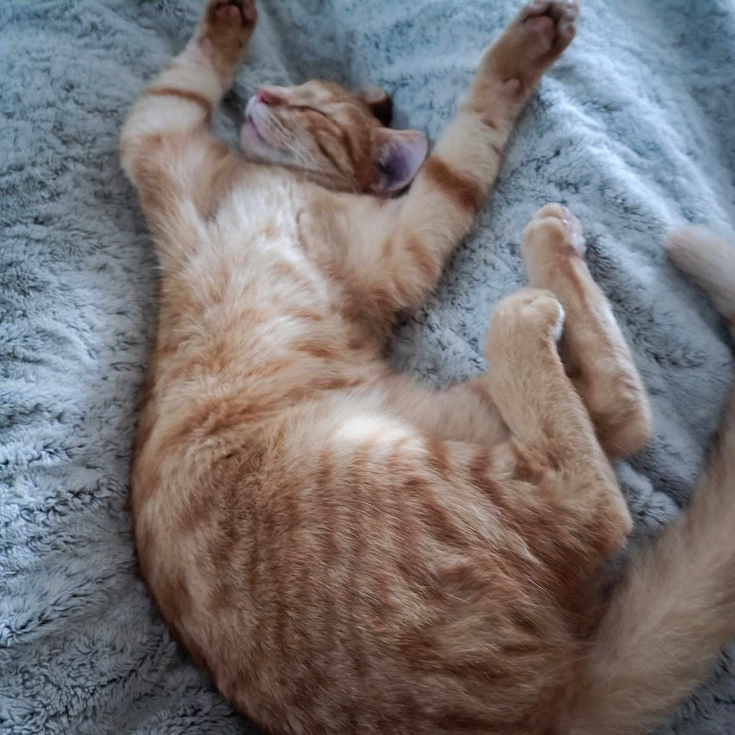 Oasis participe au concours pour gagner de l'argent avec cette photo : cat, ginger_cat, tabby, sleeping, resting, fluffy_blanket, soft_texture, pet, animal, feline, cozy, relaxed, paw, whiskers, indoor, cute, fur, mammal, domestic_animal, nap