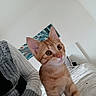 Oasis participe au concours pour gagner de l'argent avec cette photo : kitten, cat, orange_tabby, pet, bed, blanket, person, sweater, knitted, indoor, home, cozy, portrait, curious, feline, animal, cute, young, resting, white_wall