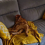 Oasis a rejoint le concours — aidez-le/la à gagner de superbes lots ! animal, cat, comfort, couch, cozy, domestic, feline, fur, home, indoor, living_room, orange_cat, pet, quiet, relaxed, resting, seated, sofa, yellow_blanket, yellow_pillow