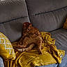 animal, cat, comfort, couch, cozy, domestic, feline, fur, home, indoor, living_room, orange_cat, pet, quiet, relaxed, resting, seated, sofa, yellow_blanket, yellow_pillow