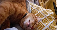 Oasis a rejoint le concours — aidez-le/la à gagner de superbes lots ! cat, orange_tabby, sleeping, teeth, couch, pillow, blanket, cozy, fur, pet, indoor, relaxed, closeup, whiskers, pink_nose, collar, home, resting, cute, animal
