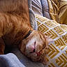 cat, orange_tabby, sleeping, teeth, couch, pillow, blanket, cozy, fur, pet, indoor, relaxed, closeup, whiskers, pink_nose, collar, home, resting, cute, animal