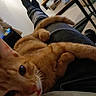 Oasis a rejoint le concours — aidez-le/la à gagner de superbes lots ! cat, orange_cat, pet, animal, lap, person, legs, indoor, furniture, table, plant, relaxing, cozy, closeup, fur, paw, casual, home, resting, blurred_background