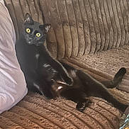 Obsidian is registered to the contest to win money with this photo: black_cat, cat, pet, animal, couch, sofa, furniture, yellow_eyes, relaxed, indoors, texture, brown_couch, pillow, resting, curious, wide_eyes, fluffy, domestic_cat, mammal, cozy