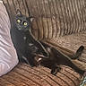 black_cat, cat, pet, animal, couch, sofa, furniture, yellow_eyes, relaxed, indoors, texture, brown_couch, pillow, resting, curious, wide_eyes, fluffy, domestic_cat, mammal, cozy