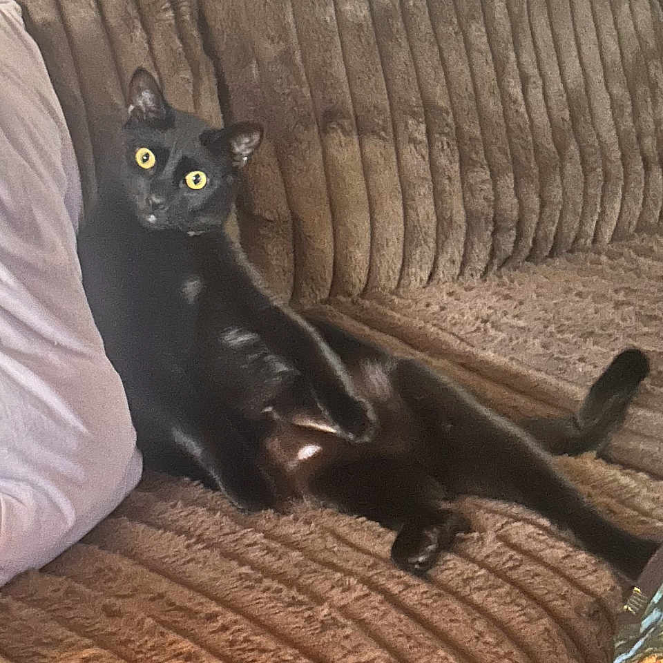 Obsidian