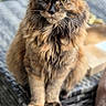 Asya a rejoint le concours — aidez-le/la à gagner de superbes lots ! animal, background_blur, calm, cat, closeup, domestic_animal, ears, feline, fluffy, fur, natural_light, outdoor, paws, pet, portrait, sitting, thoughtful, tortoiseshell, whiskers, woven_chair