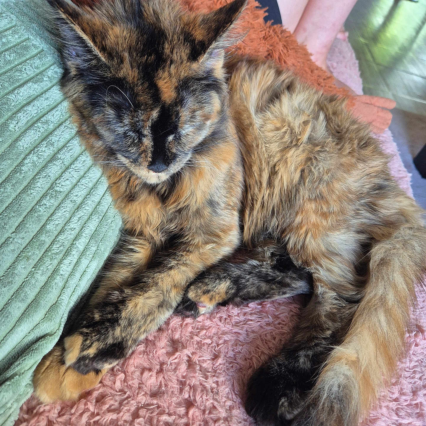 Asya participe au concours pour gagner de l'argent avec cette photo : blanket, cat, closeup, cozy, cushion, feline, floor, fur, furry, home, human_leg, indoor, paw, pet, relaxing, resting, sleeping, tail, tattoo, tortoiseshell