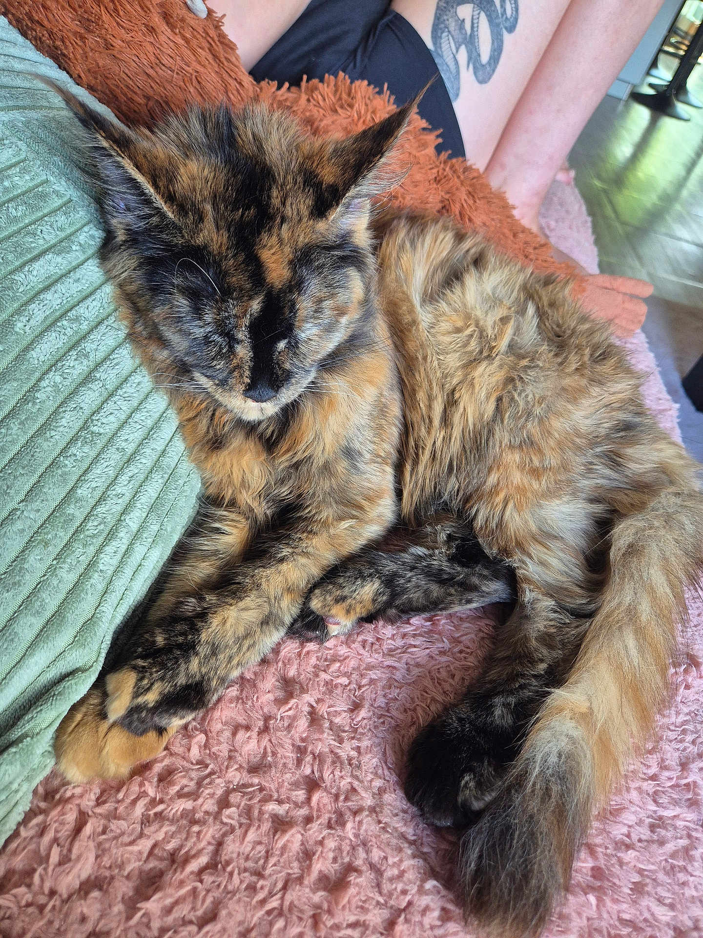 Asya participe au concours pour gagner de l'argent avec cette photo : cat, tortoiseshell, sleeping, pet, feline, fur, paw, tail, blanket, cushion, indoor, relaxing, resting, tattoo, human_leg, floor, home, cozy, furry, closeup