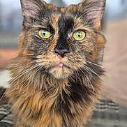 Asya a rejoint le concours — aidez-le/la à gagner de superbes lots ! animal, black_bars, blurred_background, cat, close_up, curious, detailed_fur, domestic_cat, feline, fluffy_fur, green_eyes, looking_at_camera, outdoor, pet, phone_screenshot, portrait, sitting, tortoiseshell, vertical_photo, whiskers
