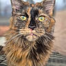 animal, black_bars, blurred_background, cat, close_up, curious, detailed_fur, domestic_cat, feline, fluffy_fur, green_eyes, looking_at_camera, outdoor, pet, phone_screenshot, portrait, sitting, tortoiseshell, vertical_photo, whiskers