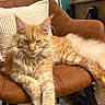 Aragon a rejoint le concours — aidez-le/la à gagner de superbes lots ! brown_chair, cat, chair, cozy, domestic_animal, ears, feline, floor, fur, home, indoor, orange_cat, pet, pillow, relaxed, resting, stretching, tail, whiskers, wood_floor