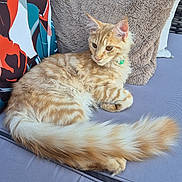 Aragon a rejoint le concours — aidez-le/la à gagner de superbes lots ! cat, tabby_cat, fluffy_tail, cushion, pillow, gray_fabric, beige_pillow, colorful_pillow, indoor, pet, animal, relaxing, resting, feline, long_tail, striped_fur, soft_texture, close_up, domestic_cat, seated