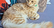 Aragon a rejoint le concours — aidez-le/la à gagner de superbes lots ! animal, beige_pillow, cat, close_up, colorful_pillow, cushion, domestic_cat, feline, fluffy_tail, gray_fabric, indoor, long_tail, pet, pillow, relaxing, resting, seated, soft_texture, striped_fur, tabby_cat