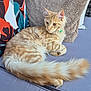cat, tabby_cat, fluffy_tail, cushion, pillow, gray_fabric, beige_pillow, colorful_pillow, indoor, pet, animal, relaxing, resting, feline, long_tail, striped_fur, soft_texture, close_up, domestic_cat, seated