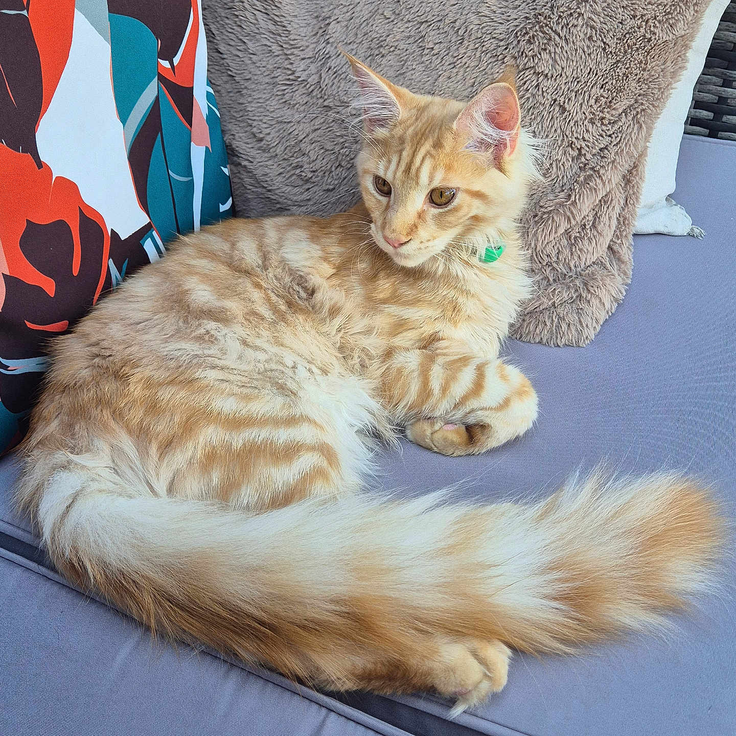 Aragon a rejoint le concours — aidez-le/la à gagner de superbes lots ! animal, beige_pillow, cat, close_up, colorful_pillow, cushion, domestic_cat, feline, fluffy_tail, gray_fabric, indoor, long_tail, pet, pillow, relaxing, resting, seated, soft_texture, striped_fur, tabby_cat