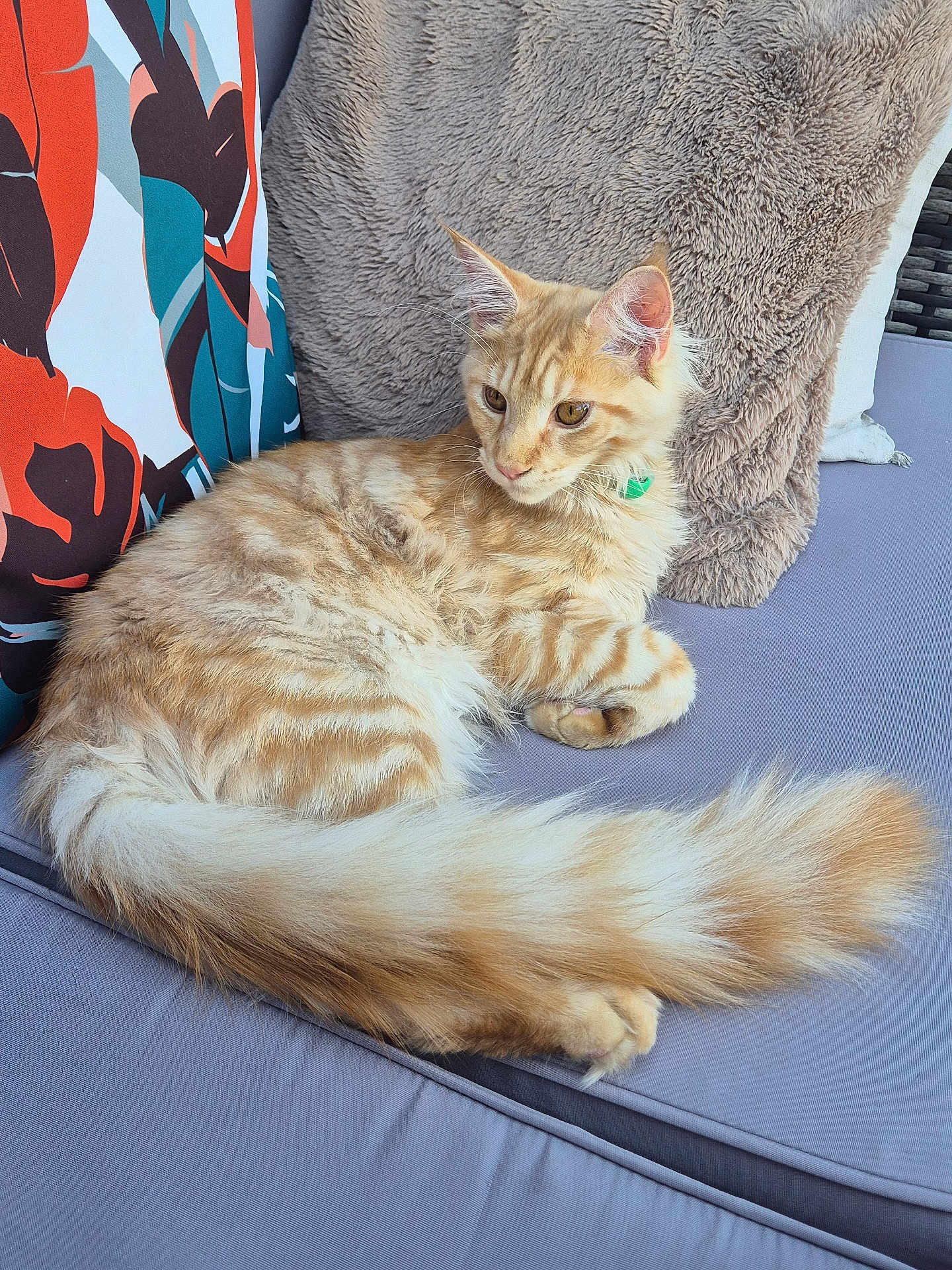 Aragon a rejoint le concours — aidez-le/la à gagner de superbes lots ! cat, tabby_cat, fluffy_tail, cushion, pillow, gray_fabric, beige_pillow, colorful_pillow, indoor, pet, animal, relaxing, resting, feline, long_tail, striped_fur, soft_texture, close_up, domestic_cat, seated