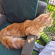 Aragon participe au concours pour gagner de l'argent avec cette photo : animal, cat, chair, curious, cushion, daylight, fluffy, furniture, grass, green, mesh_fence, orange_tabby, outdoor, pet, relaxed, resting, side_view, sunlight, tail, whiskers