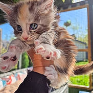 Blueberry participe au concours pour gagner de l'argent avec cette photo : kitten, cat, paw, furry, cute, outdoor, hand, animal, pet, sunlight, garden, greenery, fence, curious, closeup, fluffy, young, playful, domestic, portrait