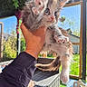 Blueberry participe au concours pour gagner de l'argent avec cette photo : kitten, cat, hand, outdoor, sunlight, garden, furniture, greenery, paw, cute, fluffy, pet, animal, home, relaxation, daylight, playful, young, domestic, curious