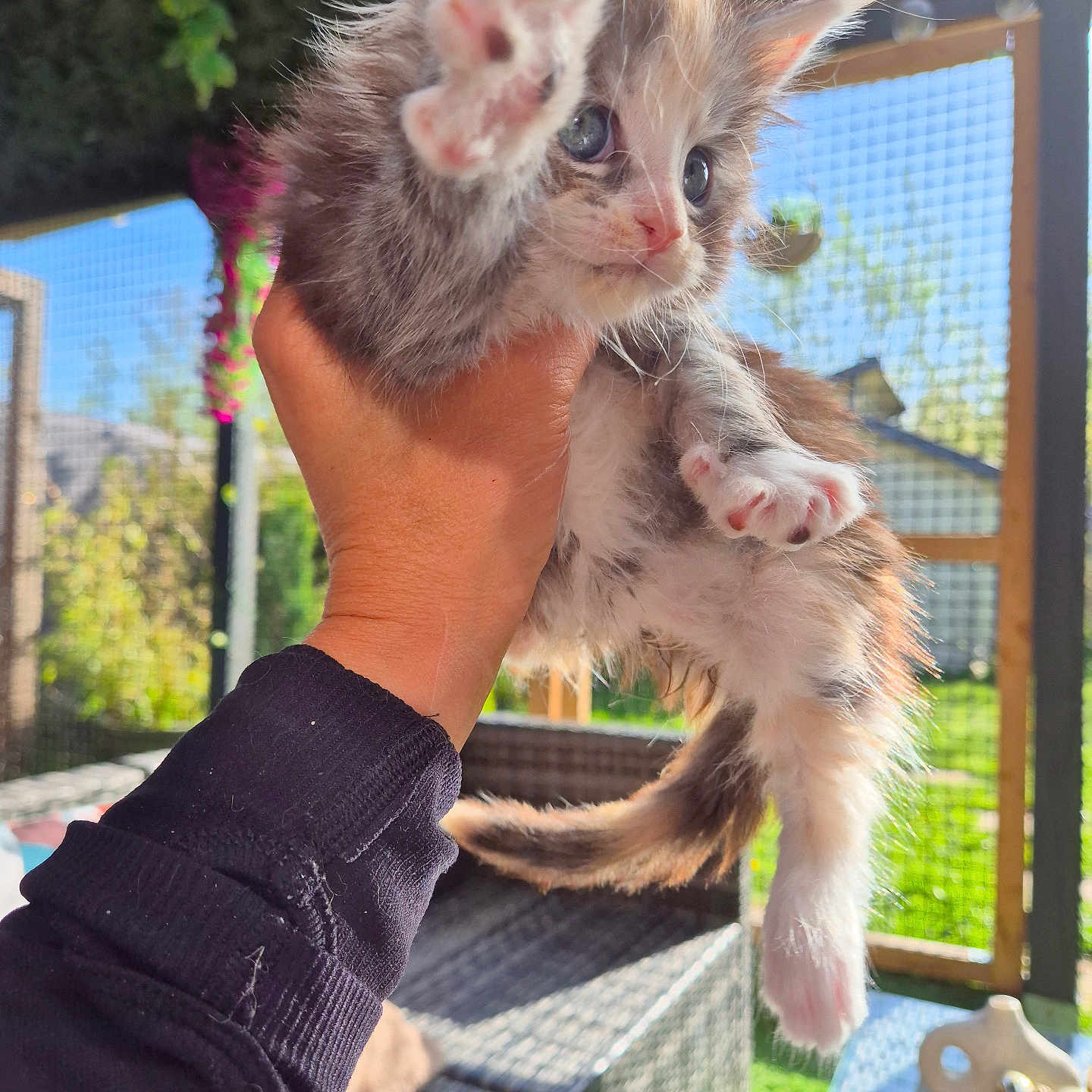 Blueberry participe au concours pour gagner de l'argent avec cette photo : kitten, cat, hand, outdoor, sunlight, garden, furniture, greenery, paw, cute, fluffy, pet, animal, home, relaxation, daylight, playful, young, domestic, curious