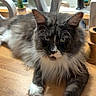 animal, cat, curious_eyes, domestic_cat, domestic_life, feline, fluffy_fur, gray_cat, home_interior, household_items, indoor, kitchen_sink, long_hair, mammal, pet, relaxed, table_surface, whiskers, white_paws, wooden_countertop