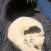 Littles And Middle joined the competition — help win amazing prizes! animal, bed, black_cat, blanket, cat, collar, companion, cozy, curled_up, cute, domestic, feline, fur, indoor, pattern, pet, relaxed, resting, sleeping, white_cat