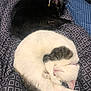 animal, bed, black_cat, blanket, cat, collar, companion, cozy, curled_up, cute, domestic, feline, fur, indoor, pattern, pet, relaxed, resting, sleeping, white_cat