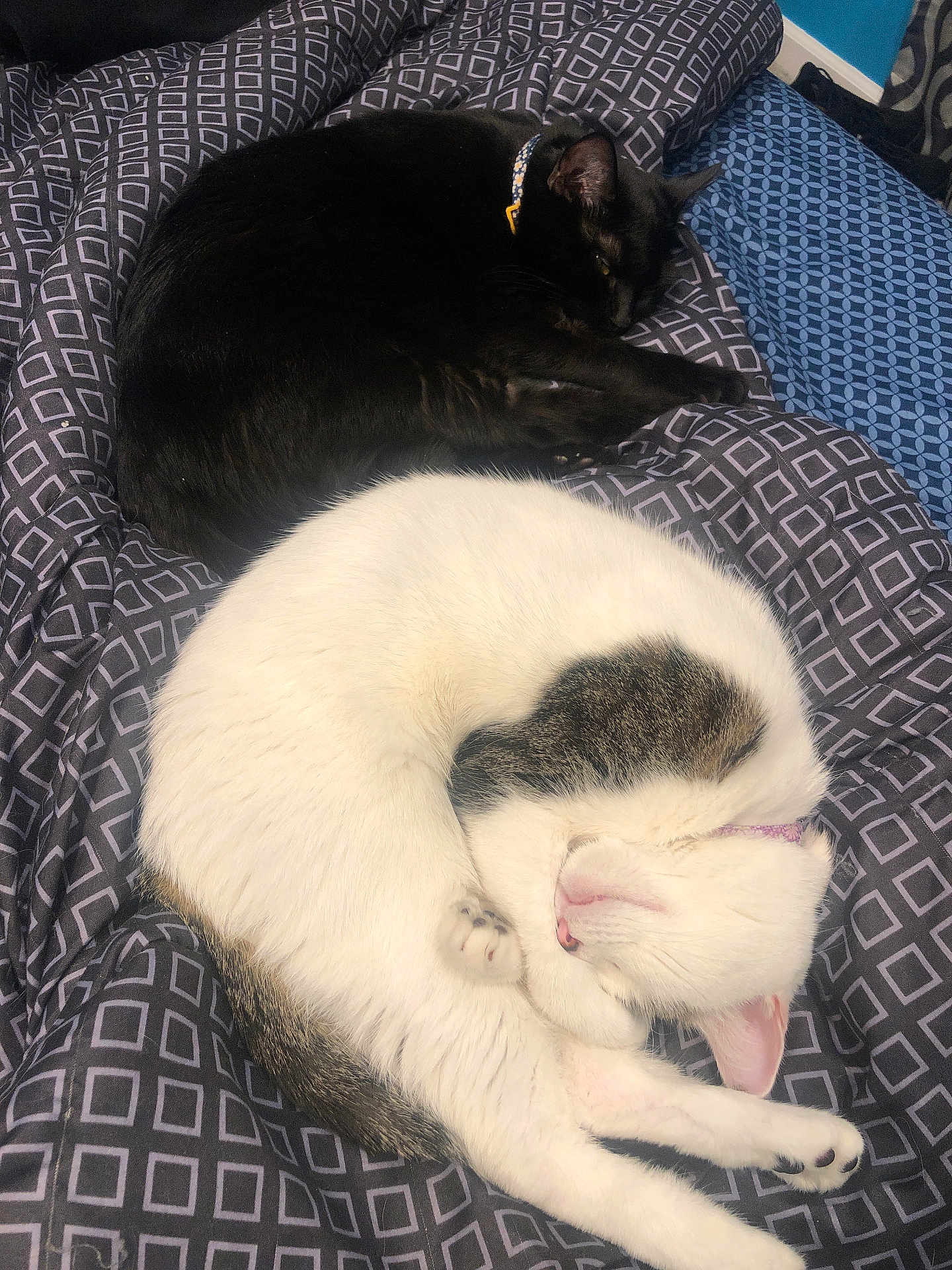 Littles And Middle