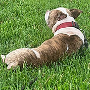 Rocco is registered to the contest to win money with this photo: animal, back_view, brindle, canine, collar, daytime, dog, domestic_animal, fur, grass, green, leisure, lying_down, mammal, nature, outdoor, pet, relaxing, resting, summer