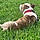 Rocco