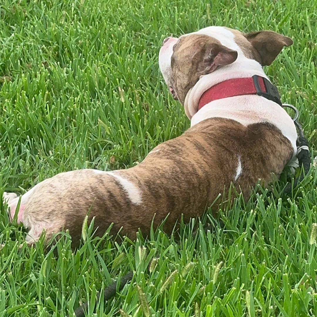 Rocco is registered to the contest to win money with this photo: animal, back_view, brindle, canine, collar, daytime, dog, domestic_animal, fur, grass, green, leisure, lying_down, mammal, nature, outdoor, pet, relaxing, resting, summer