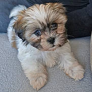 Angel a rejoint le concours — aidez-le/la à gagner de superbes lots ! puppy, dog, fluffy, cute, soft, lying_down, pet, animal, indoor, closeup, face, fur, adorable, small, companion, friendly, young, cute_eyes, cozy, relaxed