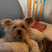 Sheila a rejoint le concours — aidez-le/la à gagner de superbes lots ! dog, plush_toy, chair, wooden_chair, indoor, pet, fur, animal, cozy, relaxed, home, wallpaper, pattern, seat, furniture, small_dog, cute, companionship, domestic, comfort